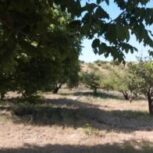 11 هزار متر باغ سیب گردو انگور و زمین