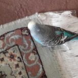 مرغ عشق دستی