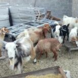 فروش کهره و بره نر