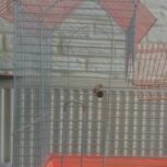 قفس پرنده زیبا