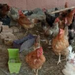 فروش مرغ محلی