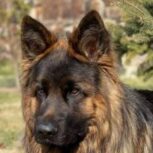 فروش سگ های ژرمن شپرد با قیمتی مناسب درهمه مدل ها