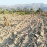 فروش باغ مرکبات 1 هکتار