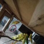 چند جفت مرغ عشق خوب و عالی