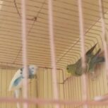 مرغ عشق معاوضه با عروس هلندی