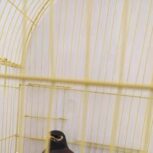 مینا زیبا و بازیگوش