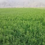 یونجه درجه یک