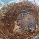 قناری دهن باز کن