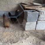 فروش مرغ کروک