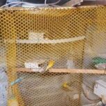 فروش انواع فنچ و مرغ عشق