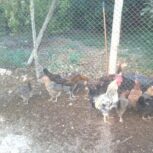 مرغ و خروس محلی