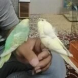 مرغ عشق پروانه ای