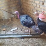 تعدادی بوقلمون نر وماده