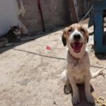 توله آلابای