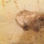 خرگوش لوپ اصیل ماده