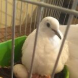 بلبل قمری خوب