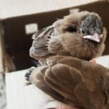 ۲جوجه بلبل خیلی خوب