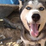 هاسکی ماده بالغ و توله