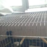 یه جفت بلبل خرمایی دستی چهارماهه چهچهه زن