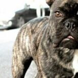 فرنچ بولداگ ، سگ فرنچ بولداگ ، بولداگ