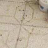 تعدادی کبوتر