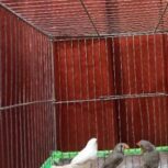 فروش دوجفت فنچ