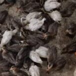 فروش جوجه شاخدار و جوجه محلی