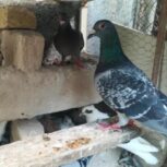 فروش کبوتر پلاکی و دوکت سبز دوخت