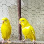 جفت مرغ عشق هلندی