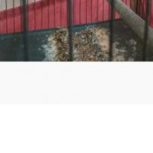 قناری زرد ابرودار