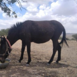 قاطرماده‌جوان