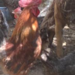 20 عدد مرغ و 3 عدد خروس بالغ