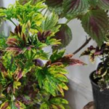 گل خوشگل پر