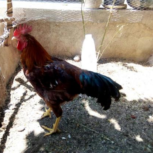 خروس جوون سرحال