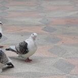 کبوتر نوک کوتاه