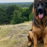 زیبا با تنوع استایل و تراکم مو متفاوت سگ ژرمن شپرد