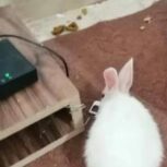 خرگوش خانگی یکماهه بسیارزیبا سفید ناز چشمان شرابی