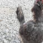 مرغ محلی طوسی