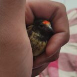 گلبسر دهن دار فروشی