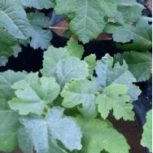 فروش نهال گلدانی انجیر درجه یک