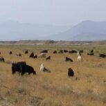 حیوانات محلی