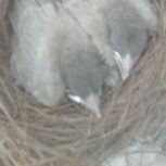 جوجه ب قناری