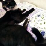 گربه اسکاتیش ماده