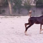 فروش کره نریان 5نشان