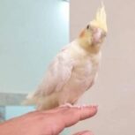 فروش عروس هلندی لوتینو