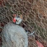 مرغ شاخ دار ماده