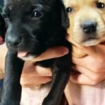 توله های پیتبول