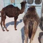 شترفروشی فوری