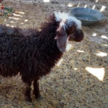 دوعدد بره نر وماده