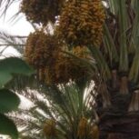 فروش باغ قصب ومرکبات